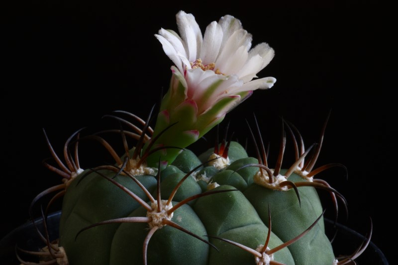 Gymnocalycium pflanzii 