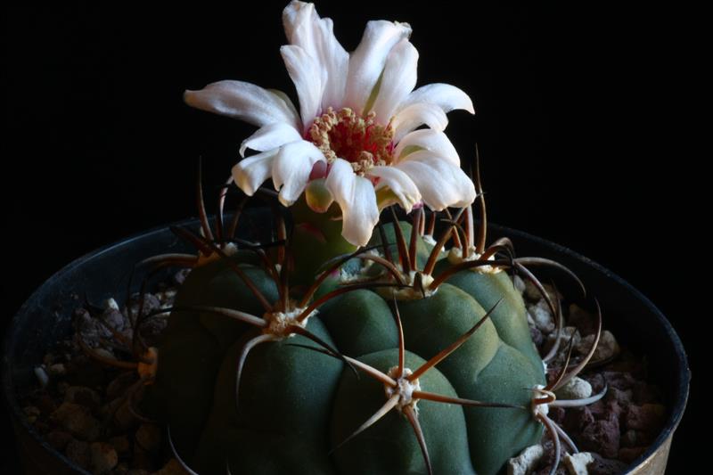 Gymnocalycium pflanzii GK 620