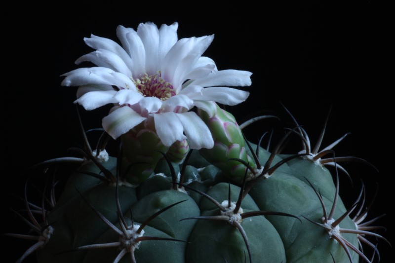 Gymnocalycium pflanzii 