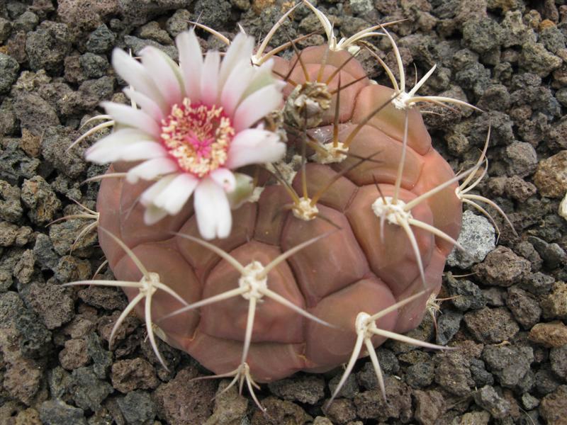 Gymnocalycium pflanzii v. albipulpa 