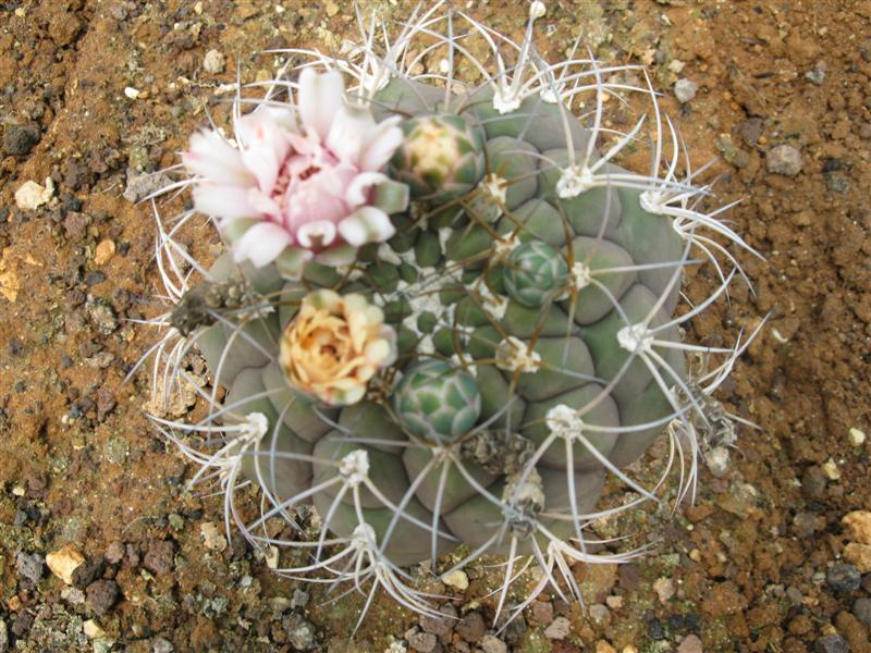 Gymnocalycium pflanzii v. albipulpa 