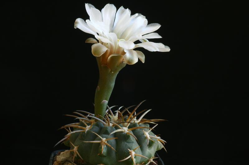 Gymnocalycium piltziorum ssp. huettneri STO 184/2