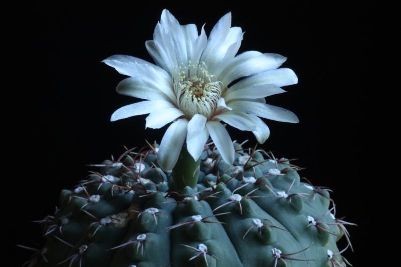 Gymnocalycium platense 