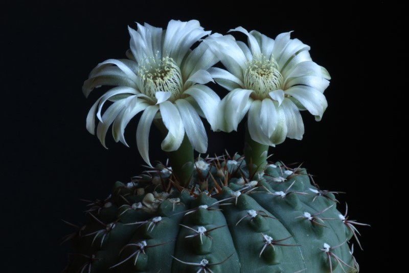 Gymnocalycium platense 