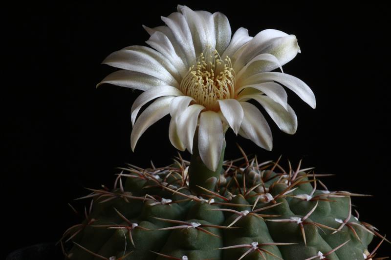 Gymnocalycium platense 