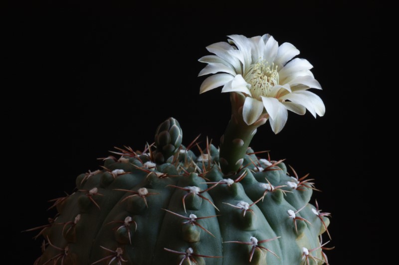 Gymnocalycium platense 