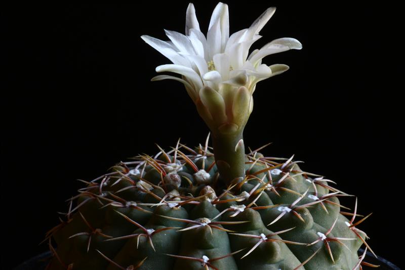 Gymnocalycium platense 