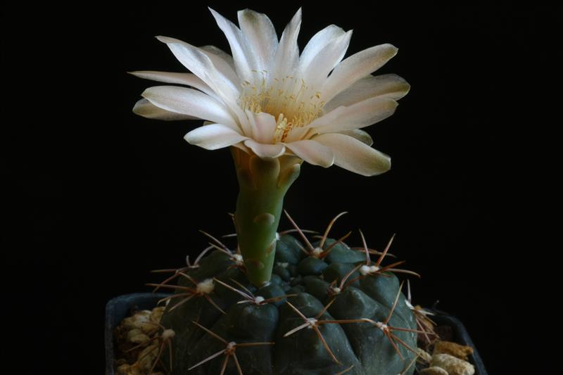 gymnocalycium poeschlii