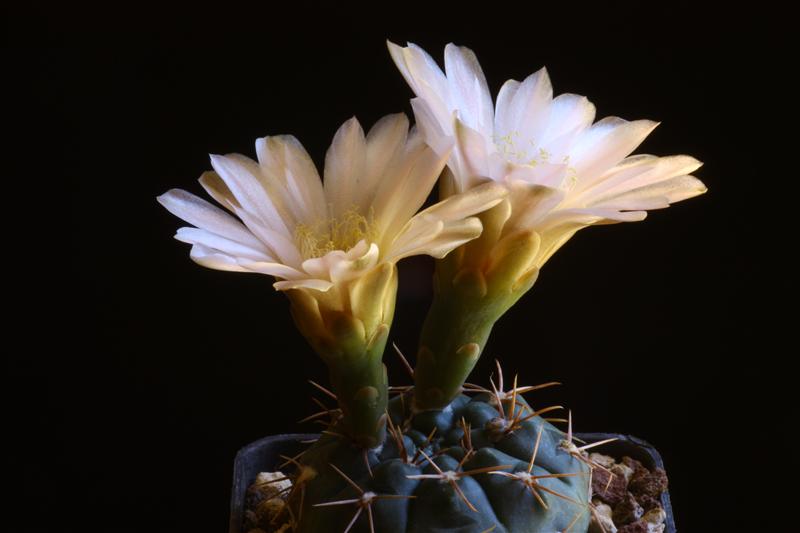 Gymnocalycium poeschlii 