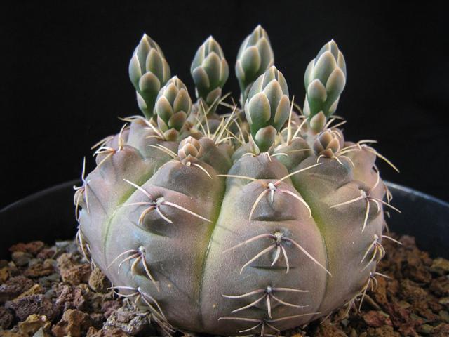 Gymnocalycium pseudoragonesii 