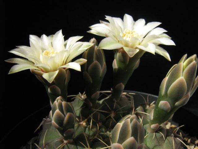 Gymnocalycium Pseudoragonesii 