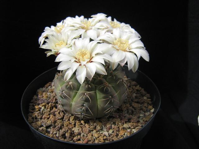 Gymnocalycium pseudoragonesii 