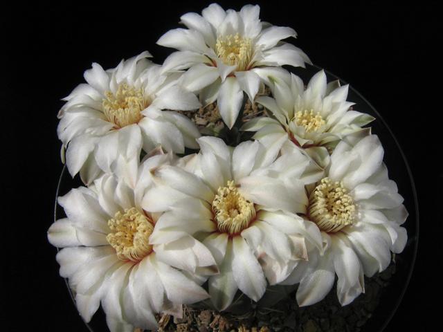 Gymnocalycium pseudoragonesii 