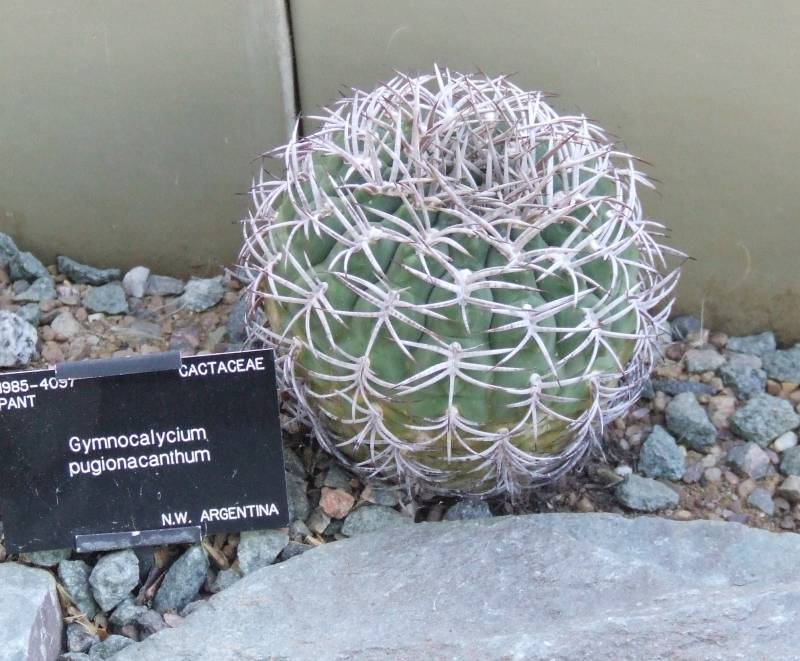 Gymnocalycium pugionacanthum 