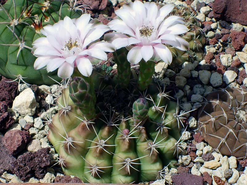 Gymnocalycium pungens 