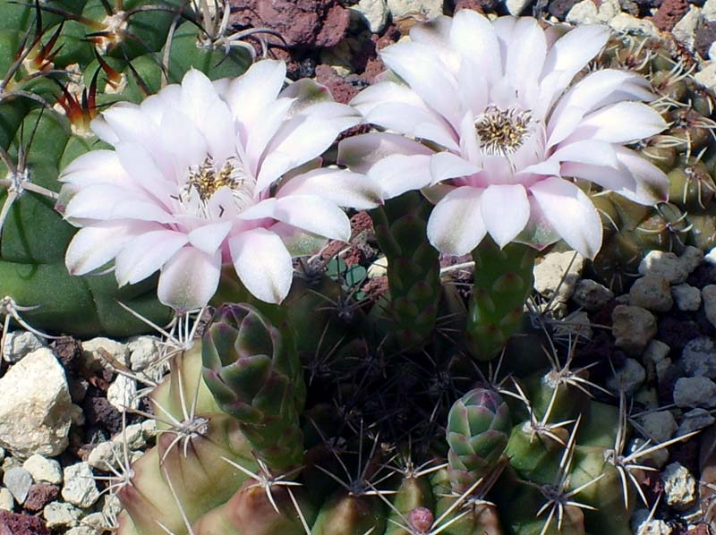 Gymnocalycium pungens 