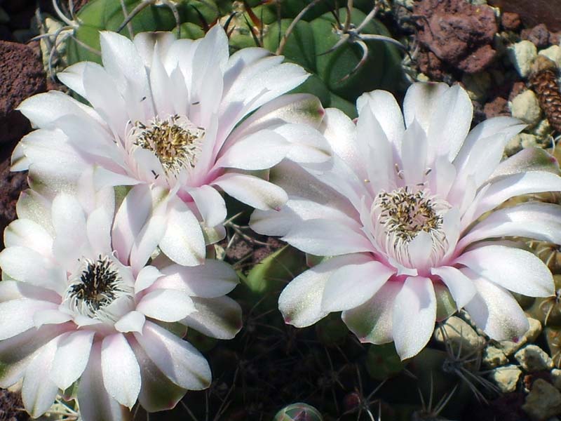 Gymnocalycium pungens 