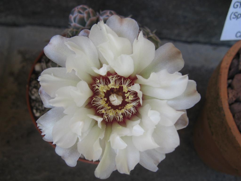 Gymnocalycium quehlianum 