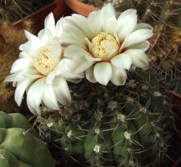 Gymnocalycium quehlianum 