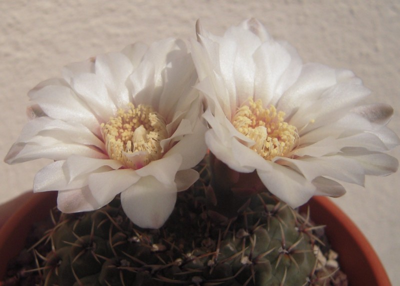 Gymnocalycium quehlianum 