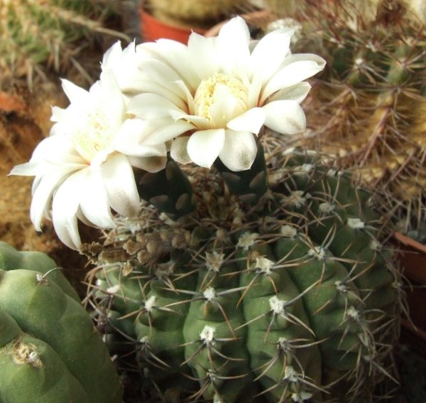 Gymnocalycium quehlianum 