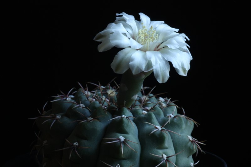 Gymnocalycium quehlianum 