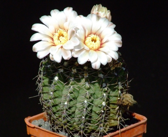 Gymnocalycium quehlianum 