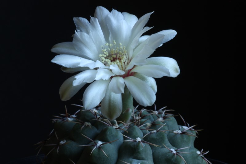 Gymnocalycium quehlianum 