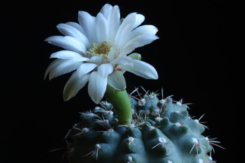 Gymnocalycium quehlianum 