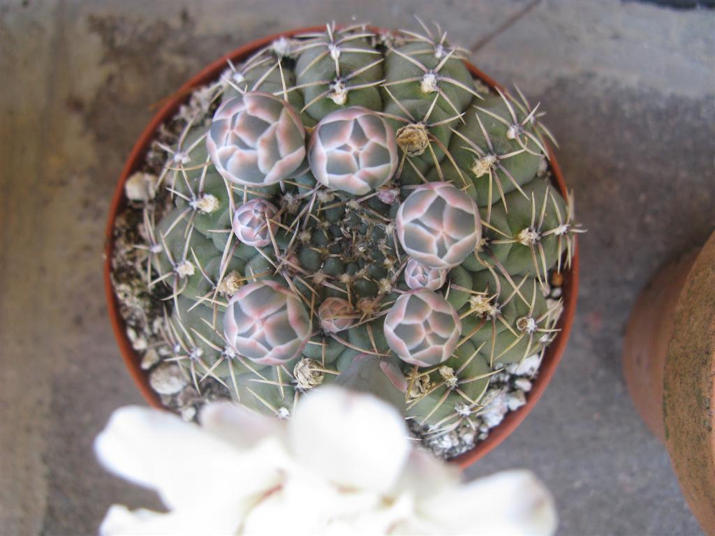 Gymnocalycium quehlianum 