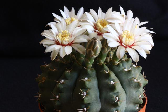 Gymnocalycium quehlianum 