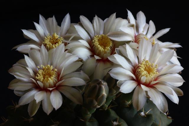 Gymnocalycium quehlianum 