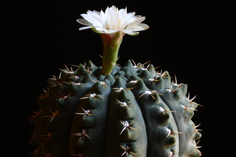 Gymnocalycium quehlianum 