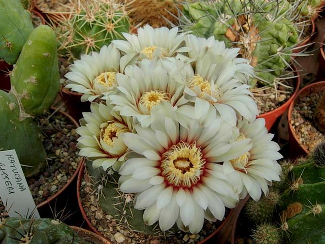 Gymnocalycium quehlianum 