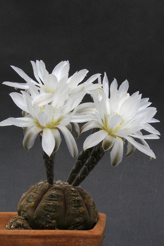 Gymnocalycium ragonesei 