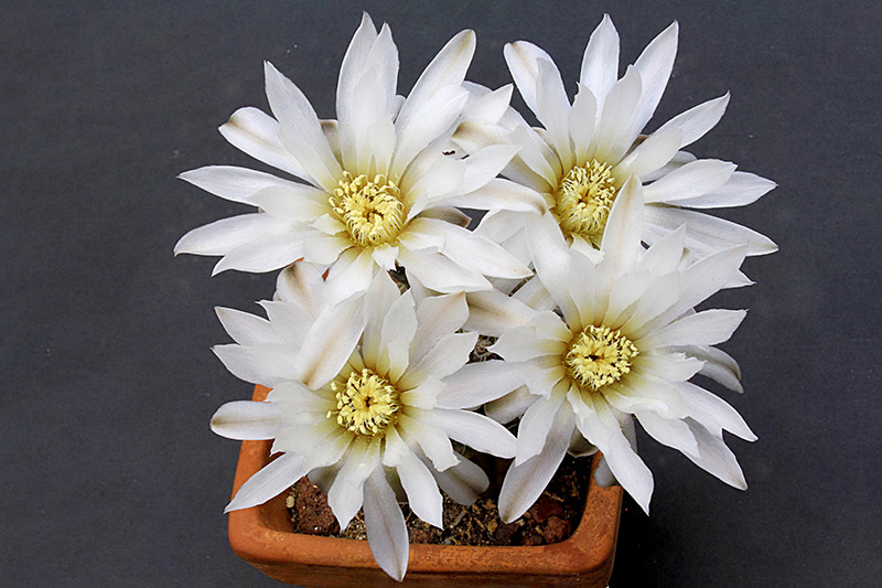 Gymnocalycium ragonesei 