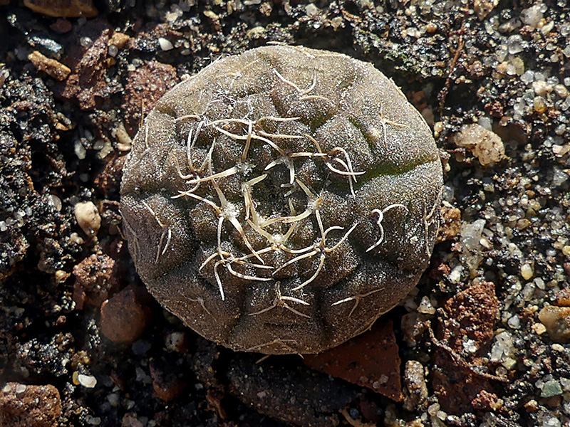 Gymnocalycium ragonesei 