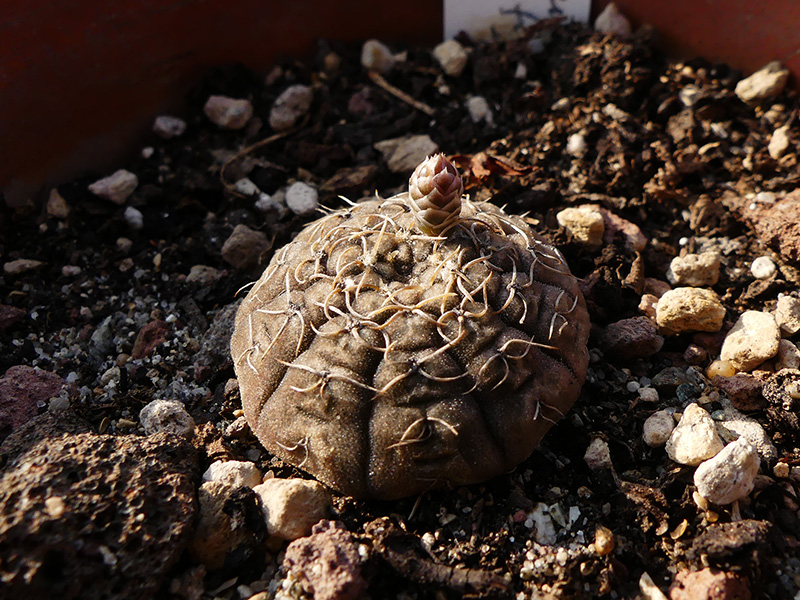 Gymnocalycium ragonesei 