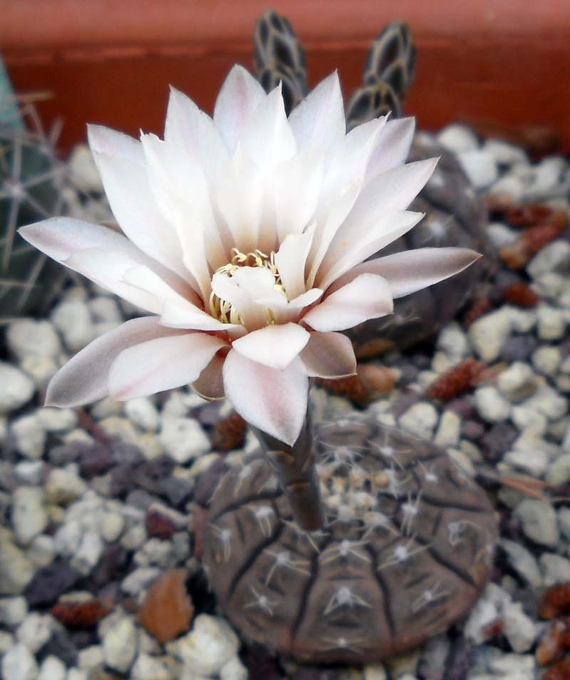 Gymnocalycium ragonesei 