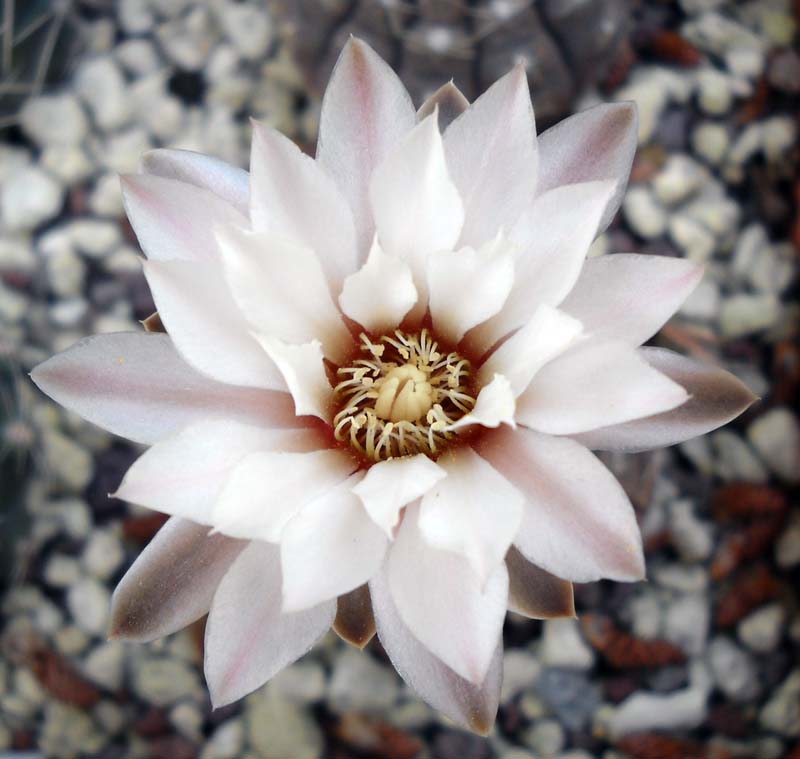 Gymnocalycium ragonesei 