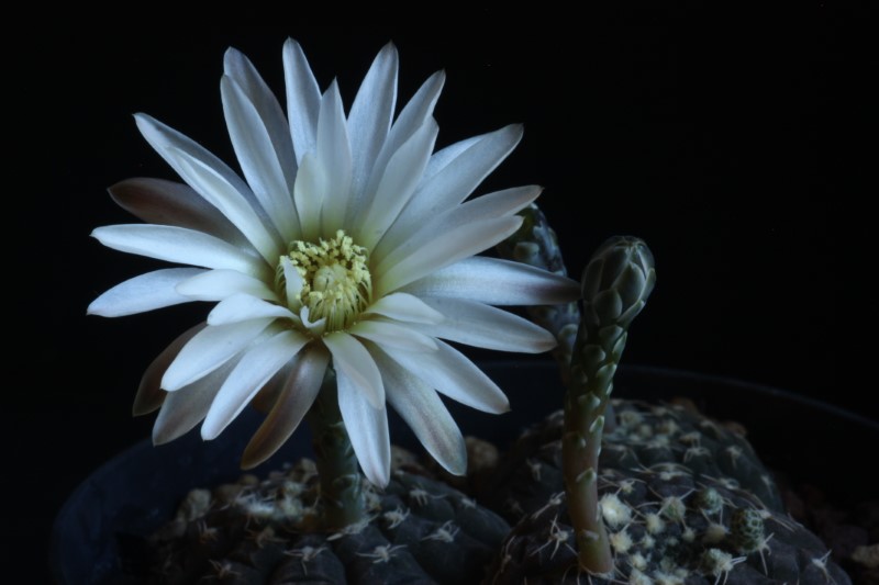 Gymnocalycium ragonesei 
