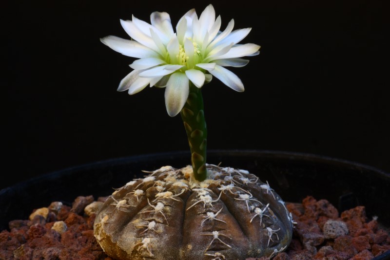 Gymnocalycium ragonesei 