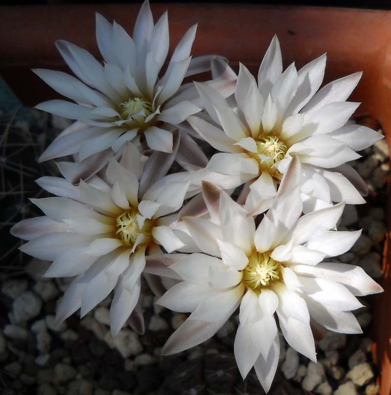 Gymnocalycium ragonesei 