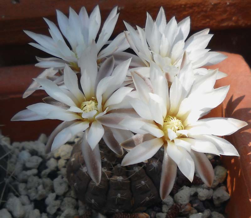 Gymnocalycium ragonesei 