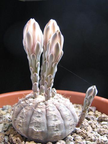 Gymnocalycium ragonesei 