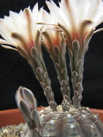 Gymnocalycium ragonesei 