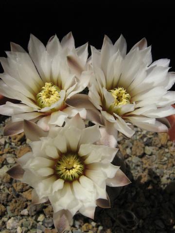 Gymnocalycium ragonesei 