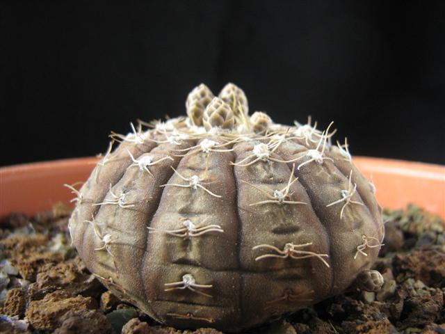 Gymnocalycium ragonesei 