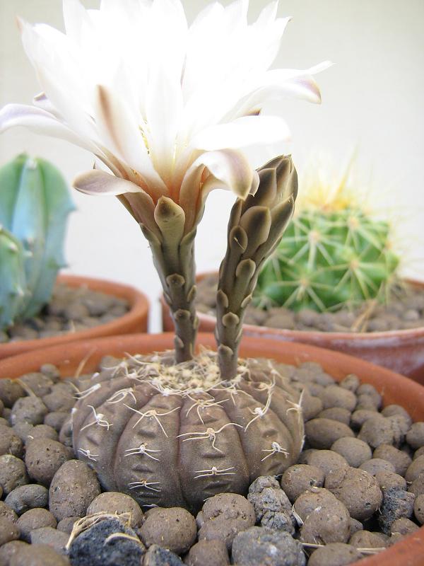 Gymnocalycium ragonesei 