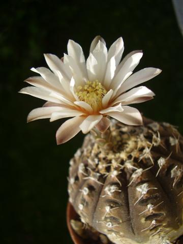 Gymnocalycium ragonesei 